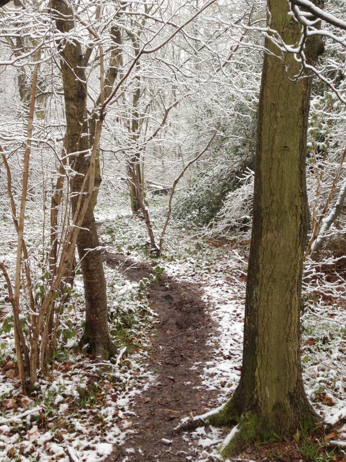 March 2013-snow in the woods