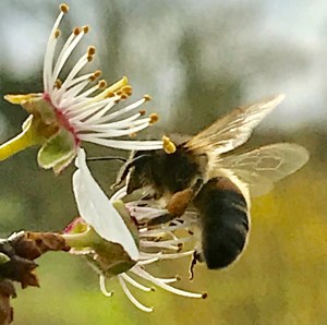 April blossom bee