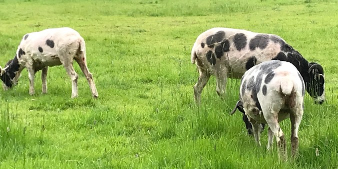sheared sheep may 2018